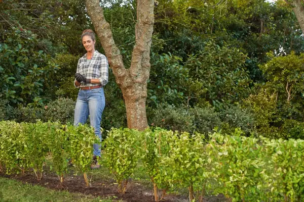 Mujer sonriente con guantes, lista para plantar setos en su jardín.