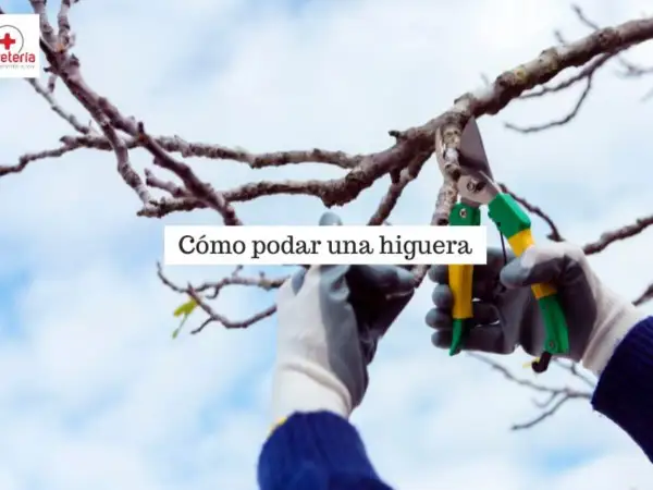 Manos enguantadas podan una higuera con tijeras de podar. El cielo azul y las nubes forman el fondo.