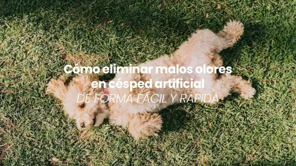 Un perro juguetón sobre césped artificial. Aprende cómo quitar el mal olor del césped artificial fácilmente.