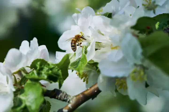 Abeja recolectando néctar de flores blancas, un festín de flores para abejas en primavera.